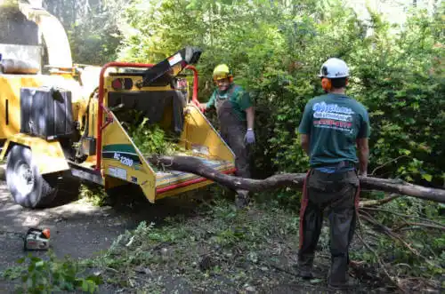 tree services Lake Arrowhead